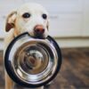 cibo secco per cani