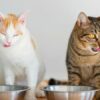 cibo secco per gatti
