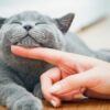 salute del gatto