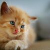 alimentazione gattini