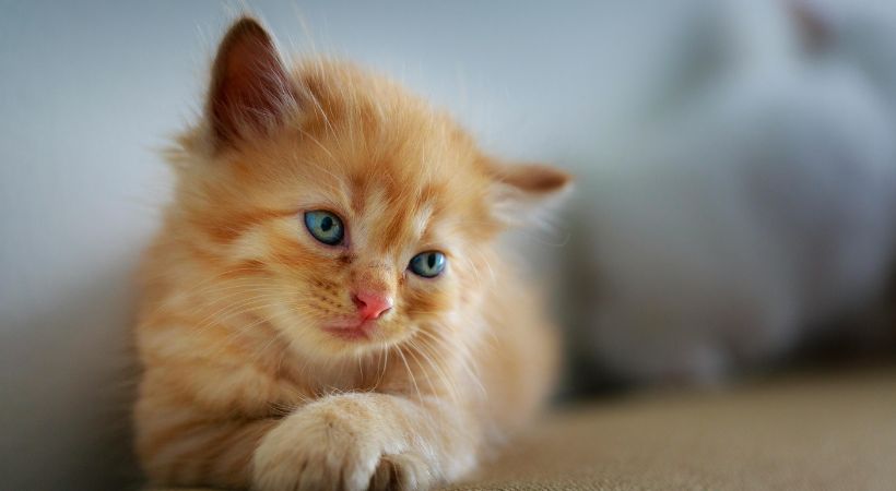 alimentazione gattini