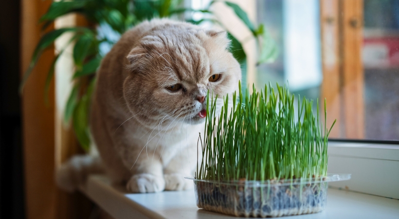 boli di pelo del gatto