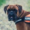sterilizzazione cane