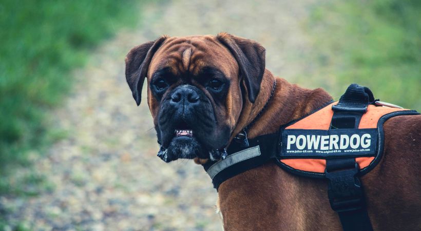 sterilizzazione cane