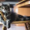 How Much Dry Food Should a Cat Eat a Day