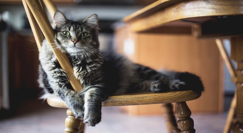 How Much Dry Food Should a Cat Eat a Day