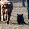 preparare gli animali domestici al cambio stagione attraverso l'alimentazione