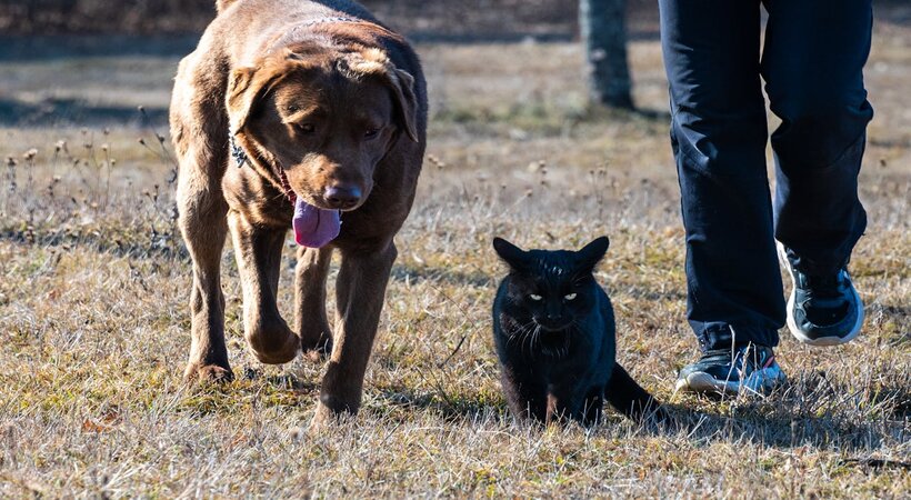 preparare gli animali domestici al cambio stagione attraverso l'alimentazione