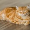 gatto con problemi digestivi