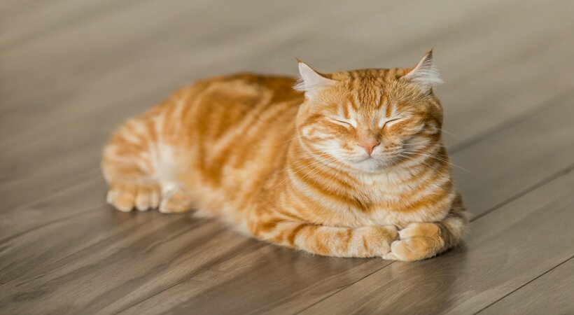 gatto con problemi digestivi