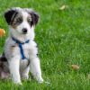 la transizione alimentare nel cane