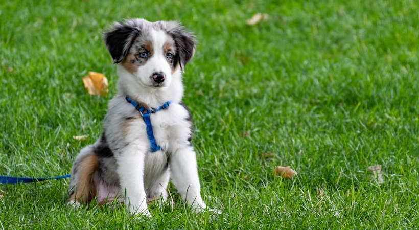 la transizione alimentare nel cane