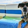 Cani e gatti alimentazione in vacanza