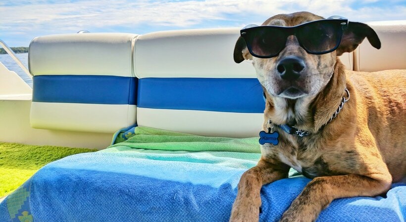 Cani e gatti alimentazione in vacanza