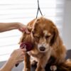 l'alimentazione influisce anche sulla salute del pelo e della pelle nei cani e gatti