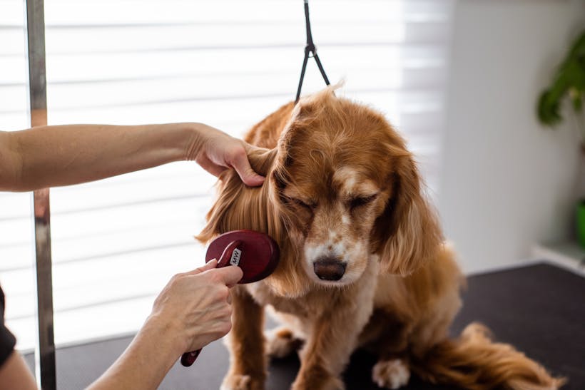 l'alimentazione influisce anche sulla salute del pelo e della pelle nei cani e gatti