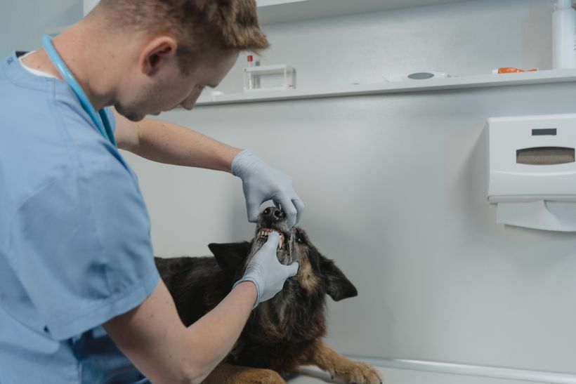 La leishmaniosi nei cani si può scoprire con una visita dal veterinario