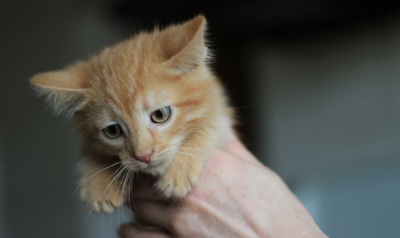 I consigli per accogliere un gattino in casa al meglio